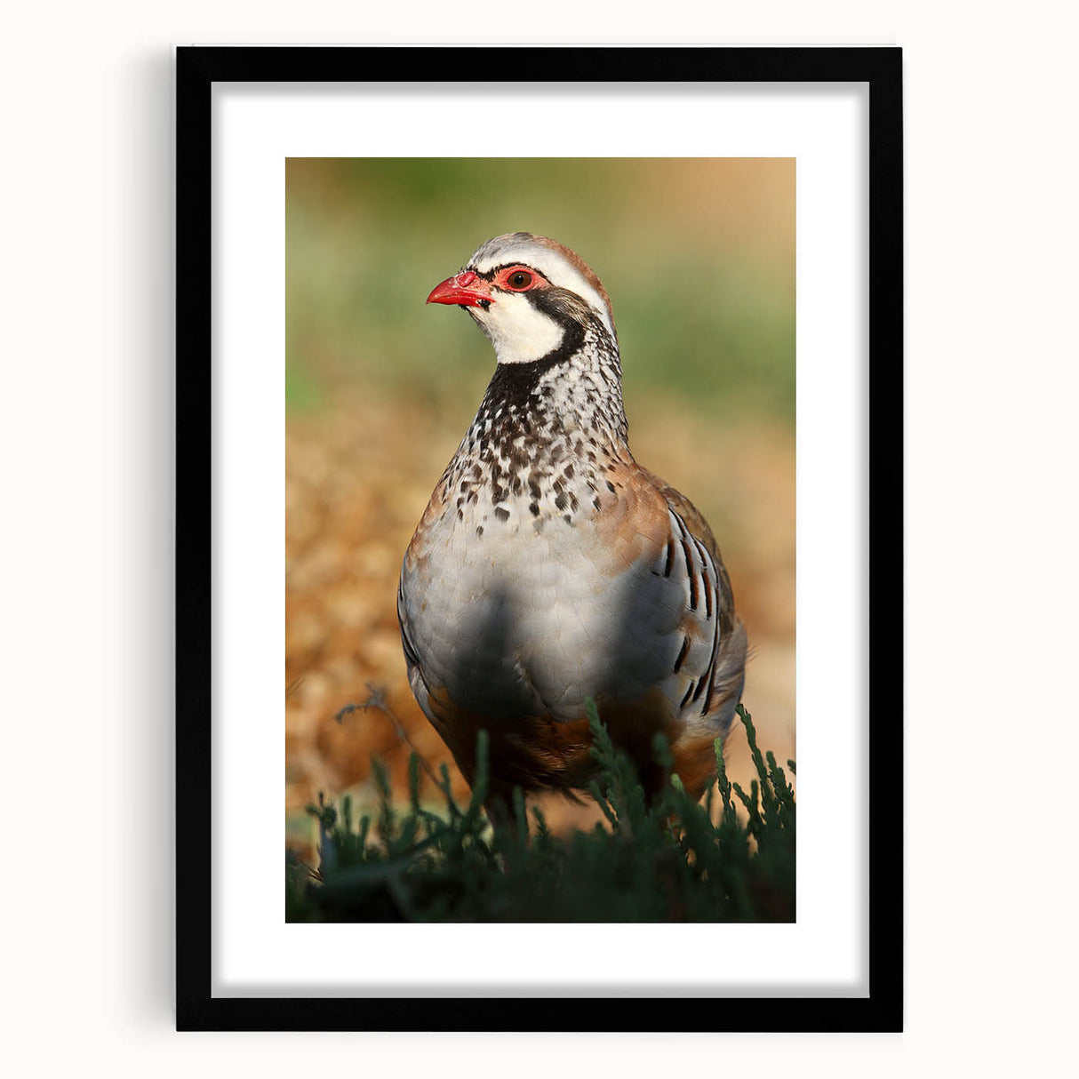 Black picture frame with a white mat, showcasing a blank canvas, ideal for art displays or photography. The front view highlights its sleek design, perfect for home decor.