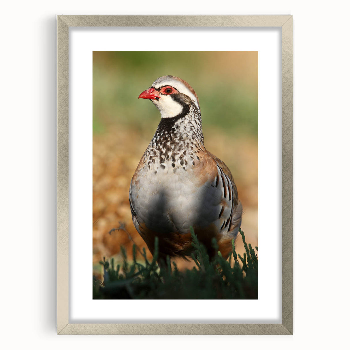 Silver frame displaying a matted artwork with an elegant front view, perfect for enhancing home decor. Ideal for showcasing photographs or paintings in a stylish manner.