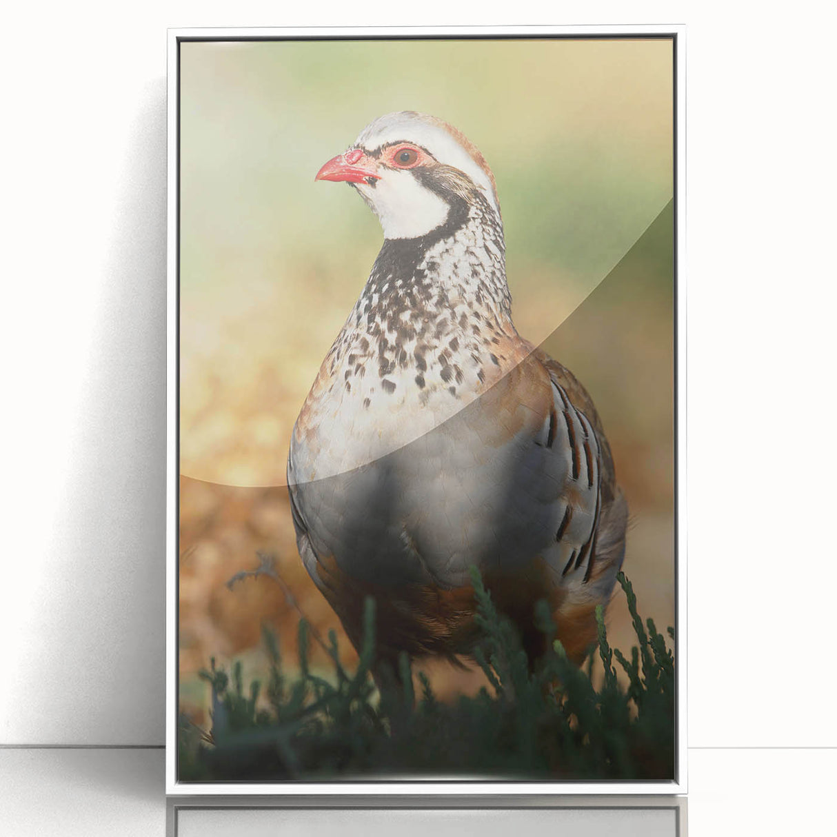 Framed acrylic artwork showcasing a vibrant abstract design in bold colors, presented in a sleek white frame, ideal for modern home decor and wall displays.