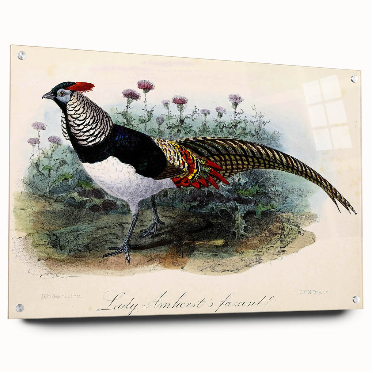 Acrylic glass side view displaying a modern design with visible pins, perfect for showcasing artwork or photographs in a stylish setting. Ideal for contemporary decor.