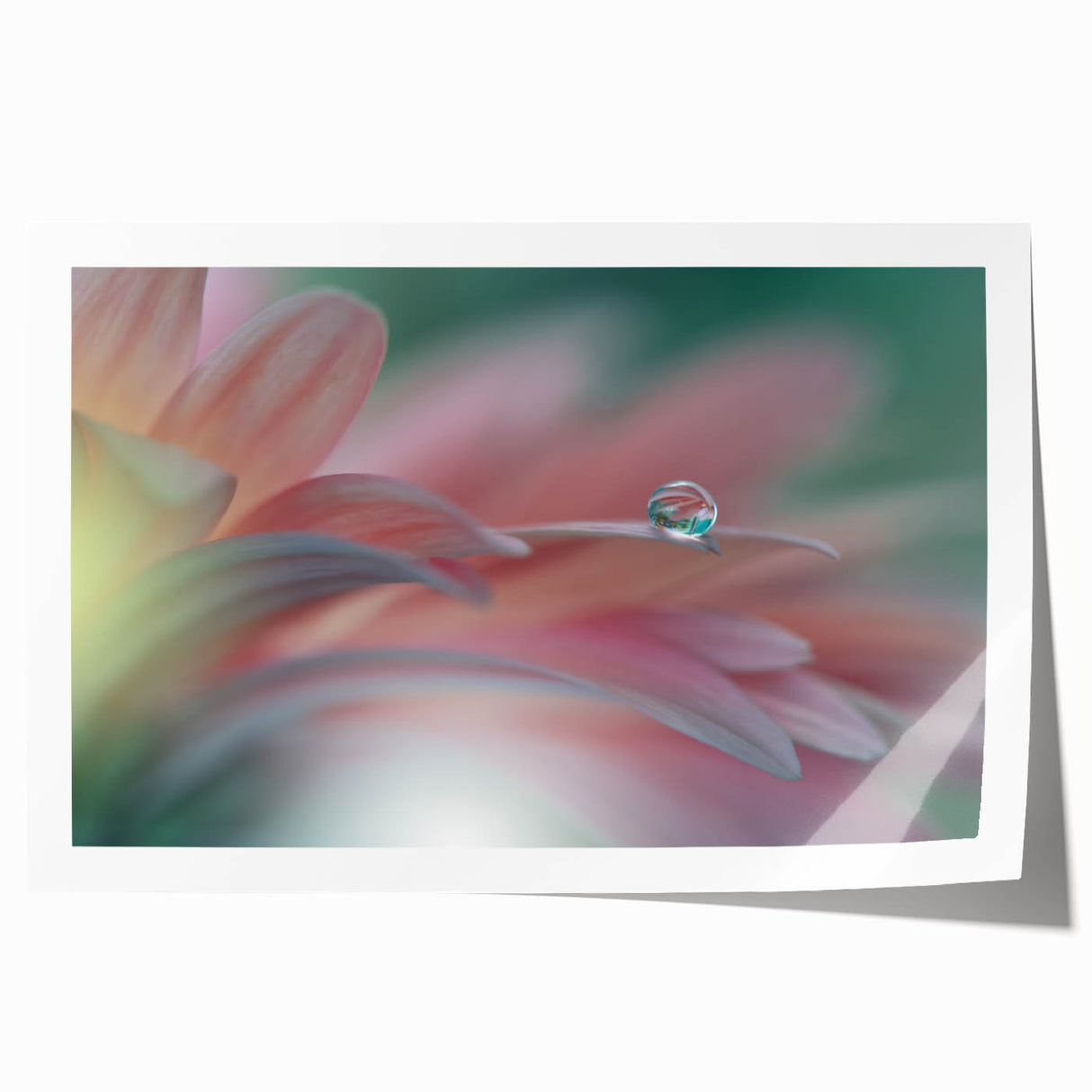 Dreamy Macro Floral - Soft Pastel Fine Art Photography