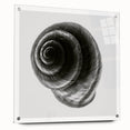 Minimalist Shell Close-Up – Black & White Fine Art Photography Print