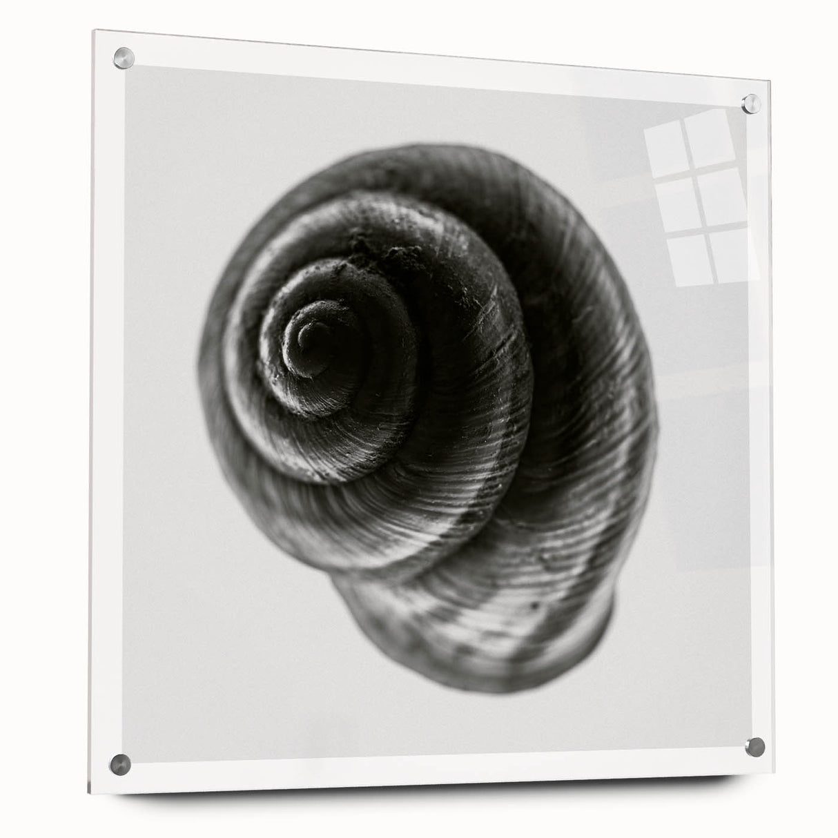 Minimalist Shell Close-Up – Black & White Fine Art Photography Print