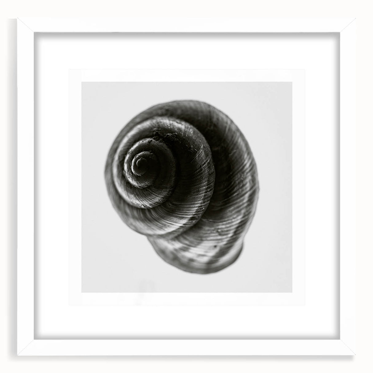 Minimalist Shell Close-Up – Black & White Fine Art Photography Print