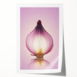 Translucent Red Onion – Fine Art Kitchen Photography Print