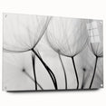 Ethereal Dandelion Seeds – Black & White Fine Art Photography