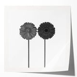 Floral Symmetry - Fine Art Photography Framed Prints
