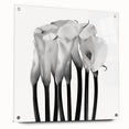 Calla Lilies Elegance - Fine Art Photography Canvas Prints