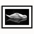 Resting Swan Reflection - Fine Art Photography Acrylic Prints