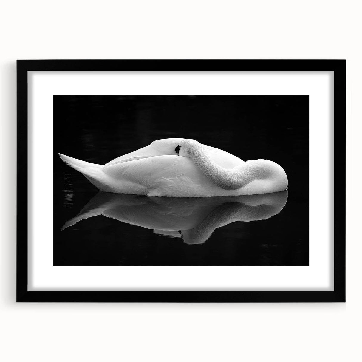 Resting Swan Reflection - Fine Art Photography Acrylic Prints