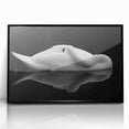 Resting Swan Reflection - Fine Art Photography Acrylic Prints