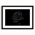Black Rose Elegance - Fine Art Photography Canvas Prints