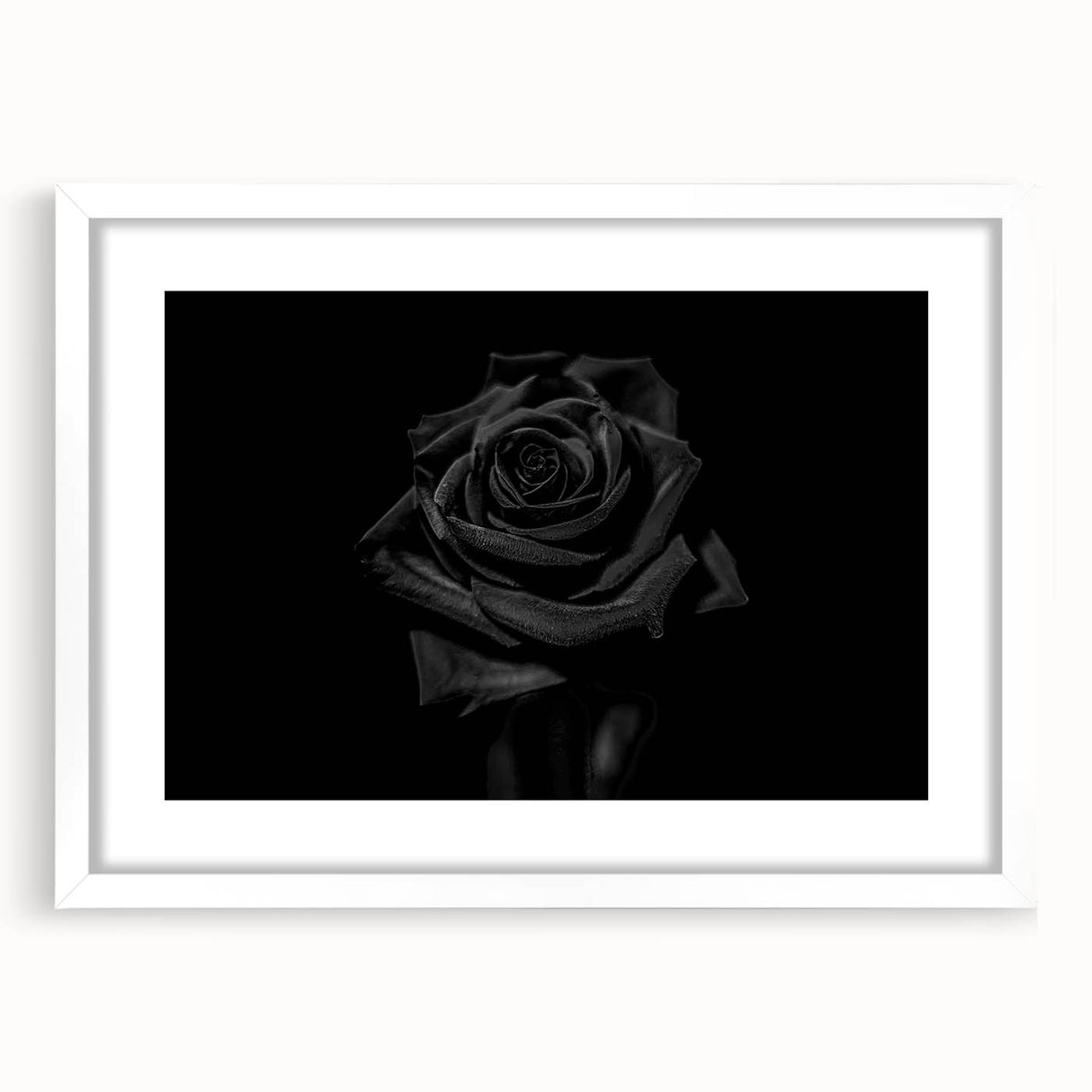 Black Rose Elegance - Fine Art Photography Canvas Prints