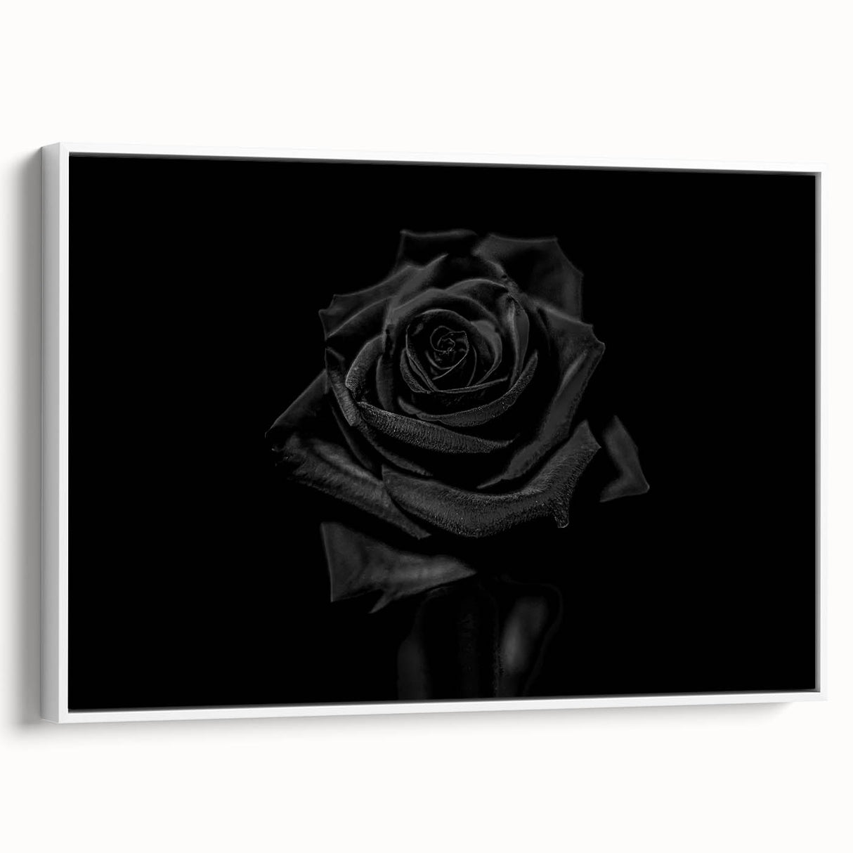 Black Rose Elegance - Fine Art Photography Canvas Prints