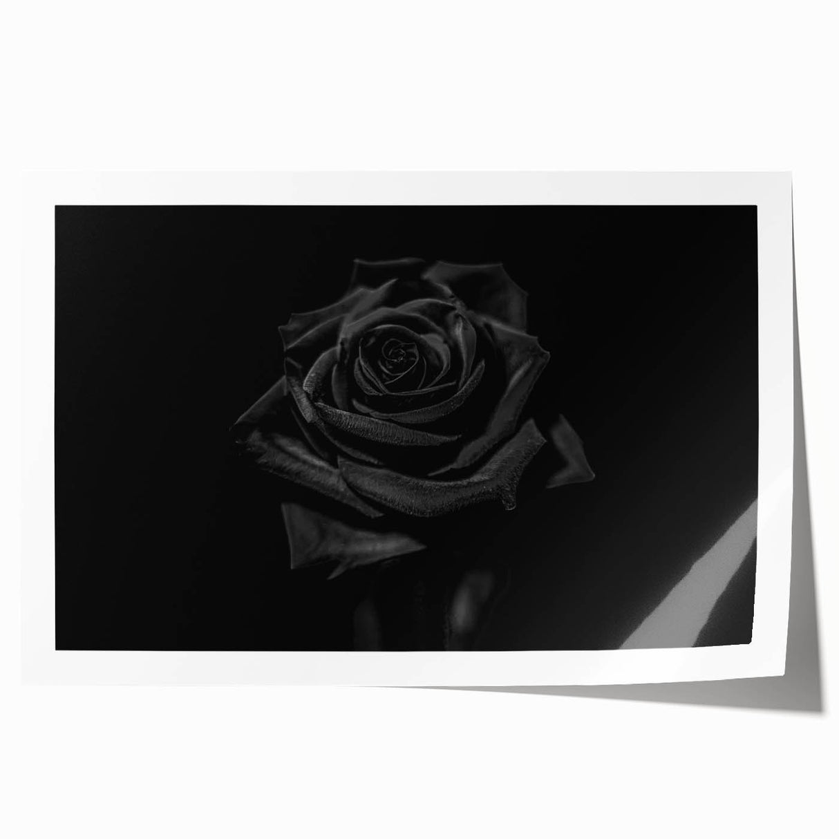 Black Rose Elegance - Fine Art Photography Canvas Prints