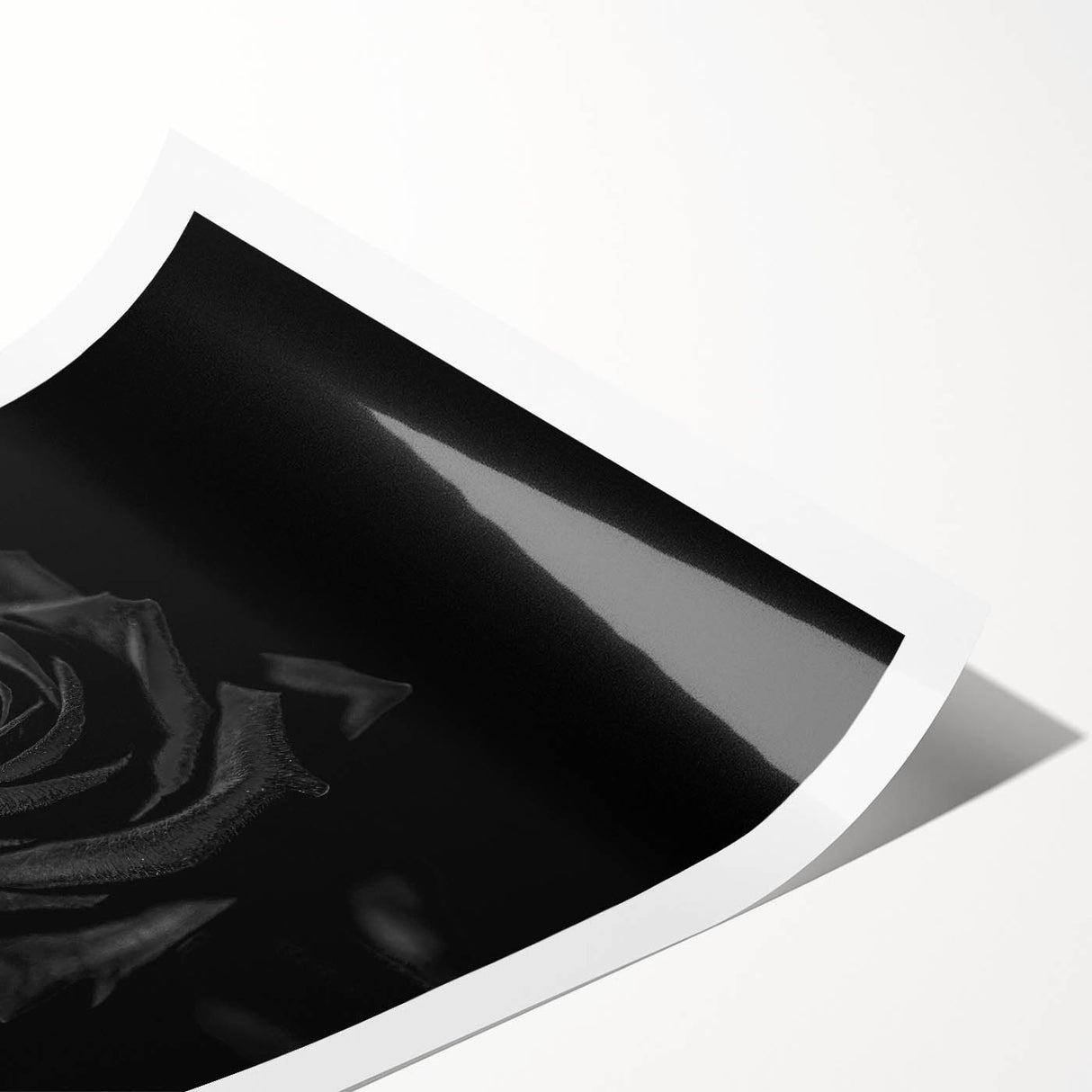 Black Rose Elegance - Fine Art Photography Canvas Prints