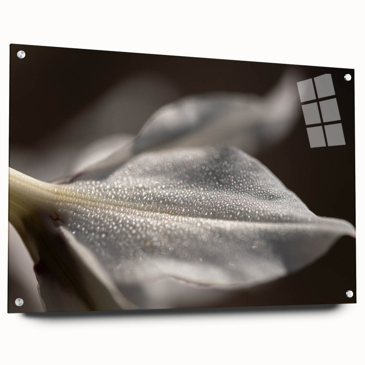 Dew-Kissed Leaf - Fine Art Photography Limited Edition Prints