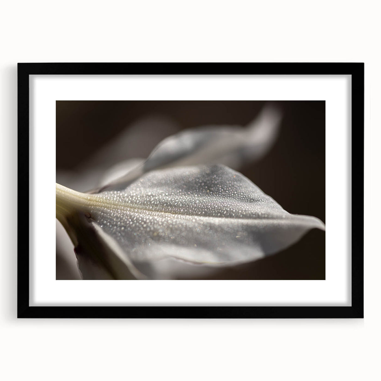 Dew-Kissed Leaf - Fine Art Photography Limited Edition Prints