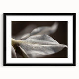 Dew-Kissed Leaf - Fine Art Photography Limited Edition Prints