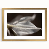 Dew-Kissed Leaf - Fine Art Photography Limited Edition Prints