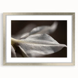 Dew-Kissed Leaf - Fine Art Photography Limited Edition Prints
