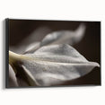Dew-Kissed Leaf - Fine Art Photography Limited Edition Prints