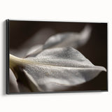 Dew-Kissed Leaf - Fine Art Photography Limited Edition Prints