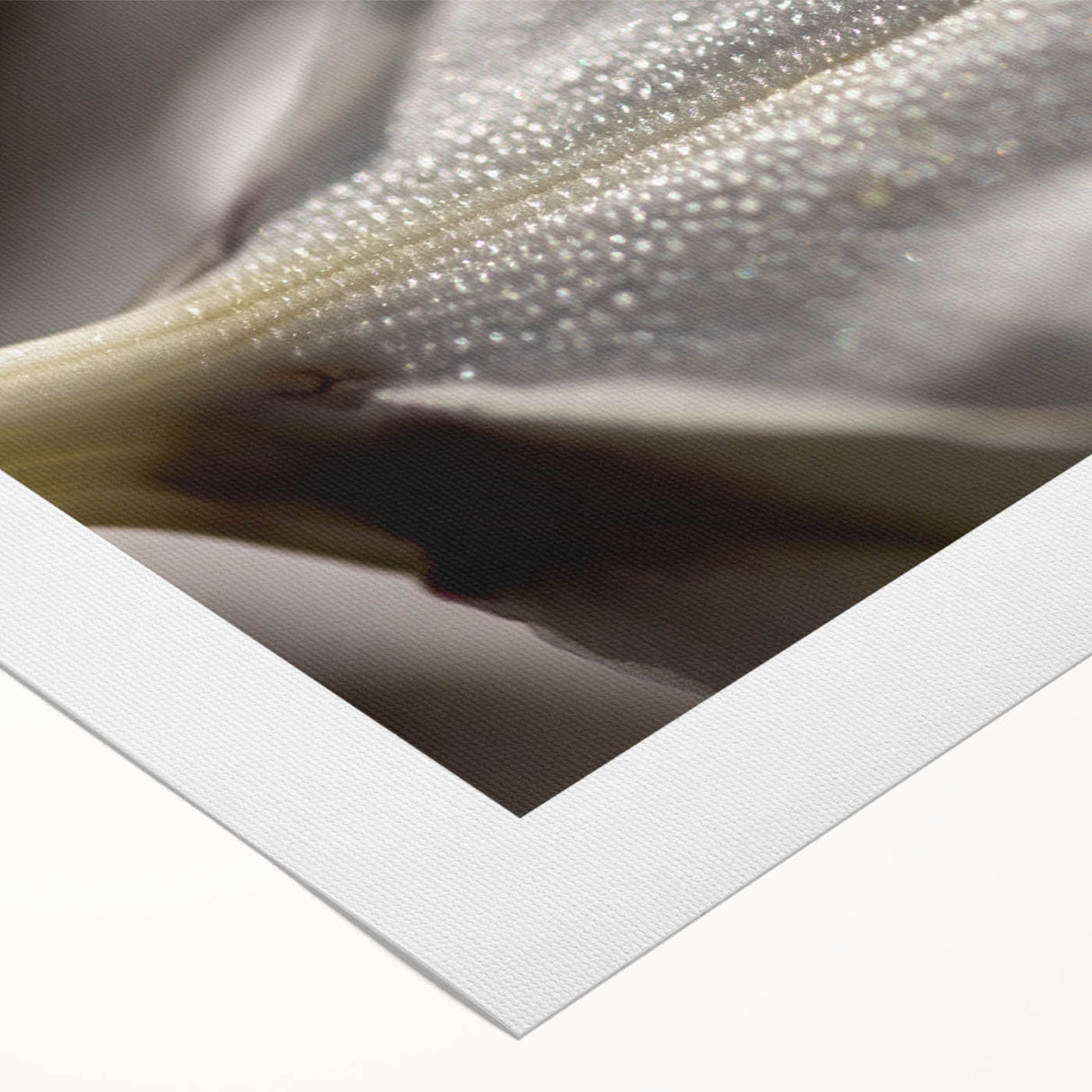 Dew-Kissed Leaf - Fine Art Photography Limited Edition Prints