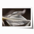 Dew-Kissed Leaf - Fine Art Photography Limited Edition Prints