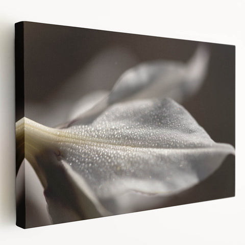 Dew-Kissed Leaf - Fine Art Photography Limited Edition Prints
