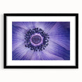 Violet Anemone Macro - Fine Art Photography Framed Prints