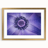 Violet Anemone Macro - Fine Art Photography Framed Prints