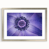 Violet Anemone Macro - Fine Art Photography Framed Prints