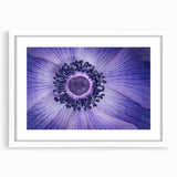 Violet Anemone Macro - Fine Art Photography Framed Prints