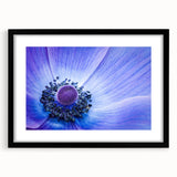 Blue Anemone Macro - Fine Art Photography Acrylic Prints