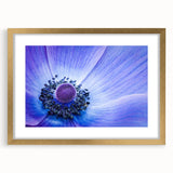 Blue Anemone Macro - Fine Art Photography Acrylic Prints
