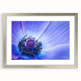 Blue Anemone Macro - Fine Art Photography Acrylic Prints