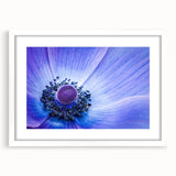 Blue Anemone Macro - Fine Art Photography Acrylic Prints