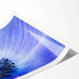 Blue Anemone Macro - Fine Art Photography Acrylic Prints