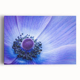 Blue Anemone Macro - Fine Art Photography Acrylic Prints