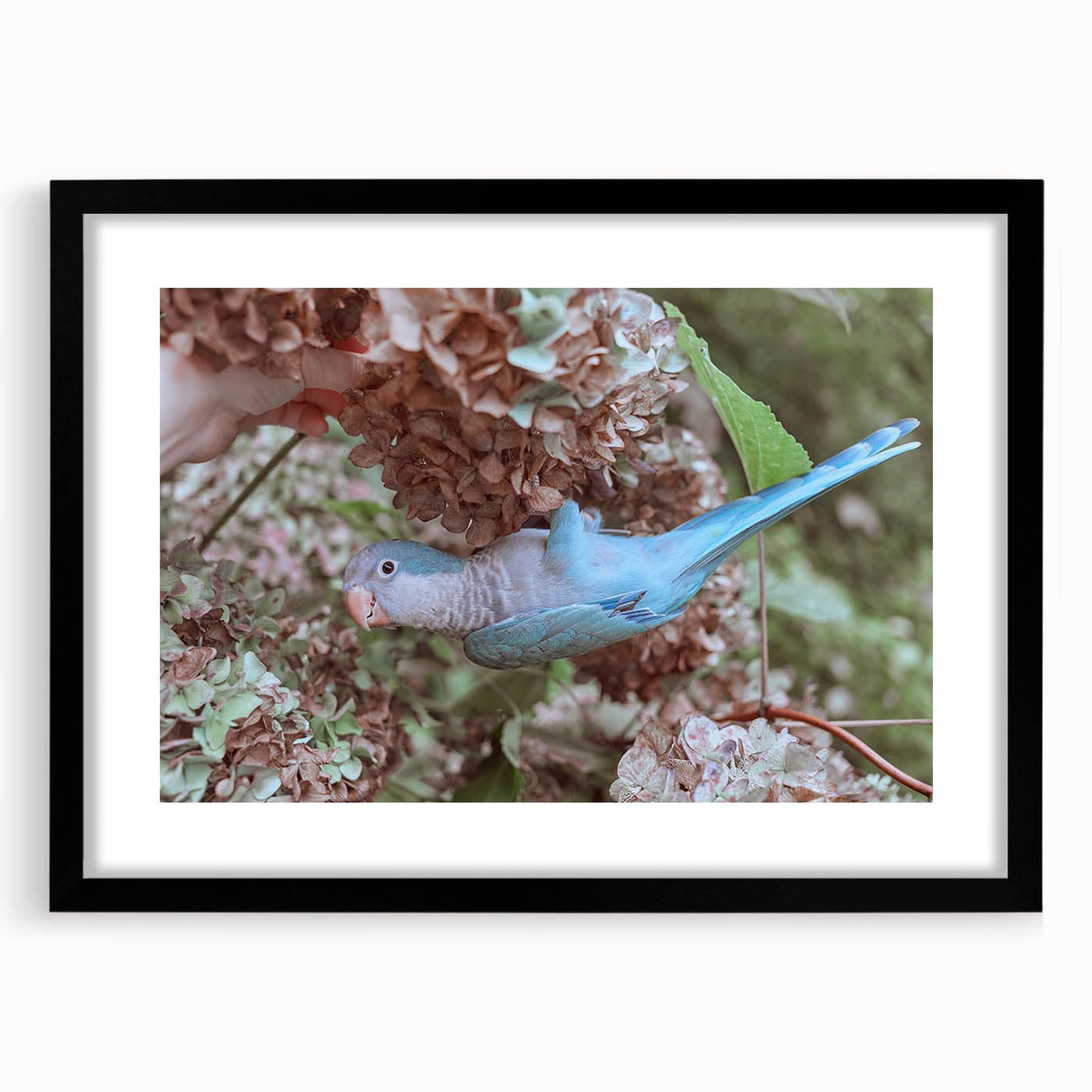 Blue Parrot in Hydrangeas - Fine Art Photography Canvas Prints