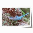 Blue Parrot in Hydrangeas - Fine Art Photography Canvas Prints