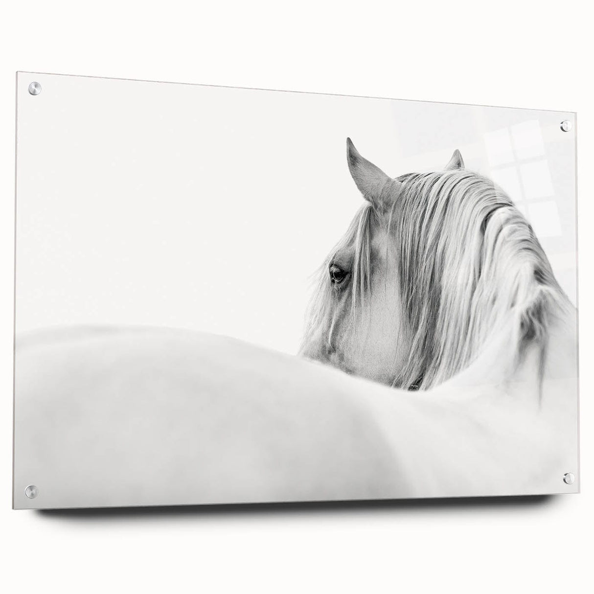 Elegant White Horse - Fine Art Photography Framed Prints