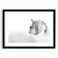 Elegant White Horse - Fine Art Photography Framed Prints