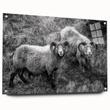 Fine Art Photography Canvas Prints – Rustic Ram Portrait