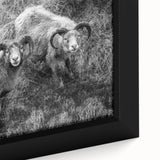 Fine Art Photography Canvas Prints – Rustic Ram Portrait