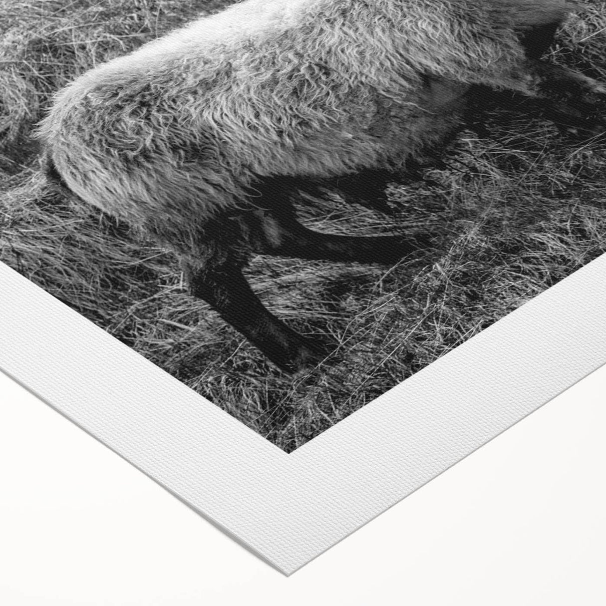 Fine Art Photography Canvas Prints – Rustic Ram Portrait