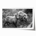 Fine Art Photography Canvas Prints – Rustic Ram Portrait