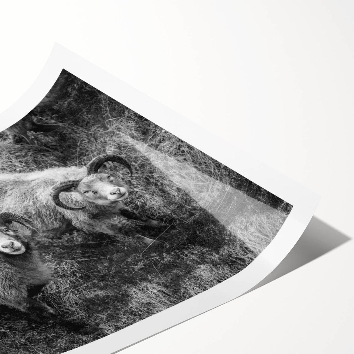 Fine Art Photography Canvas Prints – Rustic Ram Portrait