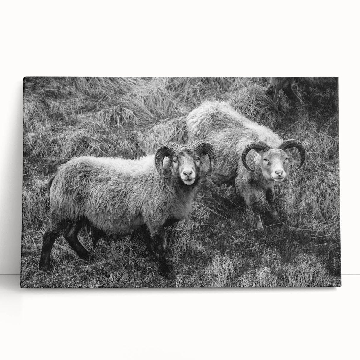 Fine Art Photography Canvas Prints – Rustic Ram Portrait